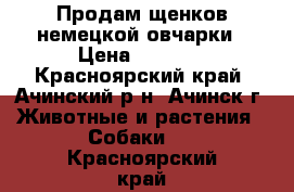 Продам щенков немецкой овчарки › Цена ­ 9 000 - Красноярский край, Ачинский р-н, Ачинск г. Животные и растения » Собаки   . Красноярский край